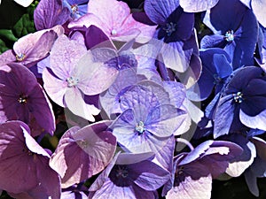 Hydrangea flowers