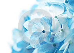 Hydrangea Flowers Background