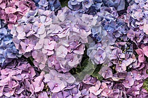 Hydrangea flowers. Background of beautiful purple hydragenea flowers