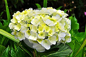 Hydrangea flowers is beautiful