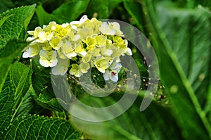 Hydrangea flowers is beautiful