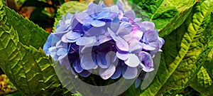 hydrangea flowers beautify the yard with purple