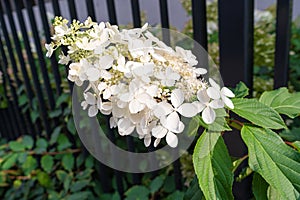 Hydrangea Flowers, Blooming White Hortensia, Hydrangea Paniculata Flower Closeup