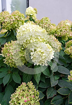 Hydrangea Flowers, Blooming White Hortensia, Hydrangea Paniculata Flower Closeup