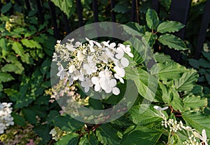 Hydrangea Flowers, Blooming White Hortensia, Hydrangea Paniculata Flower Closeup