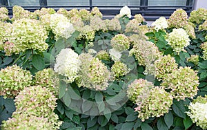 Hydrangea Flowers, Blooming White Hortensia, Hydrangea Paniculata Flower Closeup