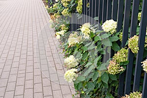 Hydrangea Flowers, Blooming White Hortensia, Hydrangea Paniculata Flower Closeup