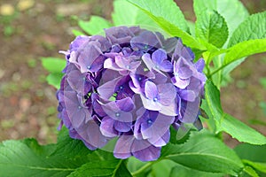 Hydrangea flowers, can change colors according to the acidity of the soil in which they are growing