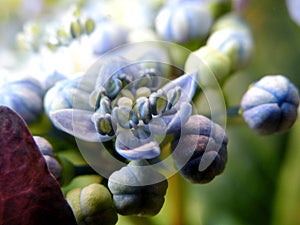 Detail of Blue Lacecap Hydrangea Flowers Center