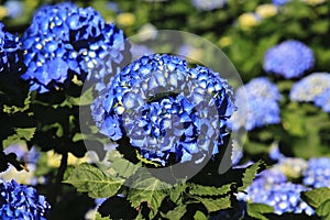 Hydrangea flowers close-up