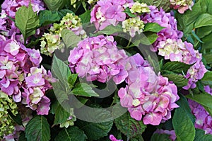 Hydrangea flowers with delicate pink-white petals on a bush with green leaves