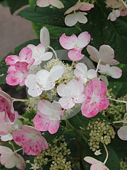 Hydrangea flowers of a different color and shape