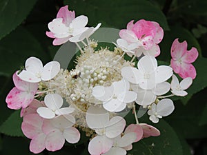 Hydrangea flowers of a different color and shape