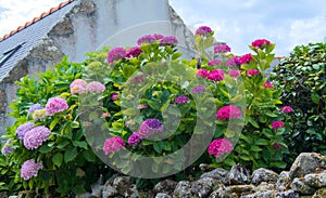 Hydrangea flowers in full bloom on the background of a stone wall