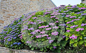 Hydrangea flowers in full bloom on the background of a stone wall
