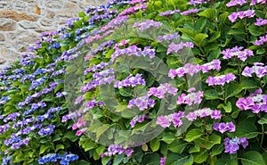 Hydrangea flowers in full bloom on the background of a stone wall