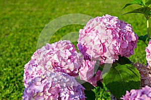 Hydrangea flowers in garden