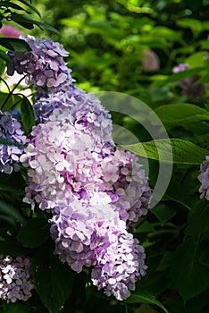 Hydrangea Flowers in the Garden