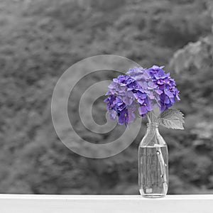 Hydrangea flowers in glass bottle