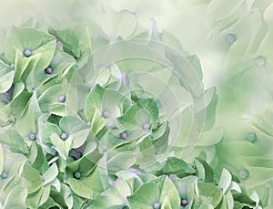 Hydrangea flowers. green background. floral collage. flower composition. Close-up.