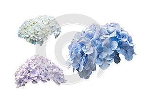 Hydrangea flowers or hortensia flowers isolated on white background