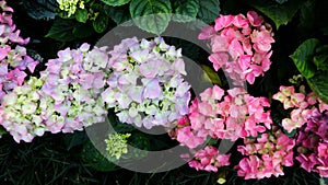 Hydrangea flowers , Hydrangea or macrophylla or Hydrangeaceae