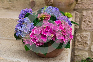Hydrangea flowers