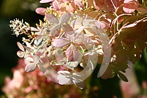 Hydrangea. Flowers in an inflorescence.