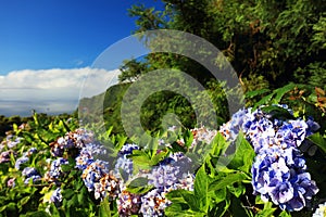 Hydrangea flowers and leaves in Sao Miguel Island