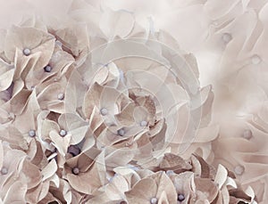 Hydrangea flowers. light brown background. floral collage. flower composition. Close-up.