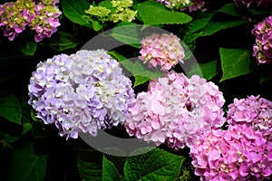 Hydrangea flowers at Liming Trail Garden of Taishan District, New Taipei, Taiwan.