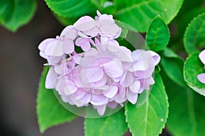 hydrangea flowers , Hydrangea or macrophylla or Hydrangeaceae