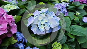 Hydrangea flowers , Hydrangea or macrophylla or Hydrangeaceae