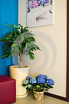 Hydrangea flowers in a modern hallway