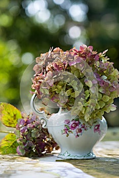 Hydrangea flowers in a old milk jug