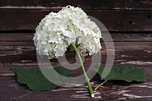 Hydrangea flowers on old weathered planks. Hortensia is blooming in spring and summer. Floristic concept.