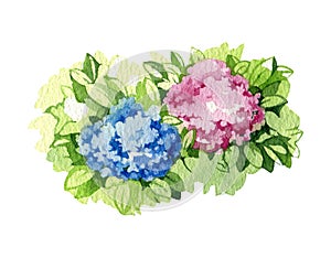 Hydrangea flowers pink and blue. Watercolor illustration. Garden lush flower with green leaves. Bright blooming