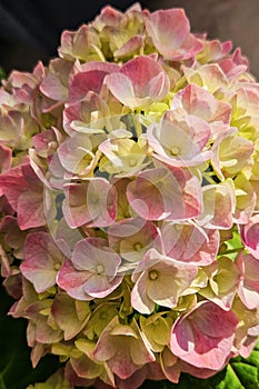 HYDRANGEA FLOWERS. Pink hydrangea flowers in close-up.