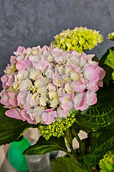 HYDRANGEA FLOWERS. Pink hydrangea flowers in close-up.