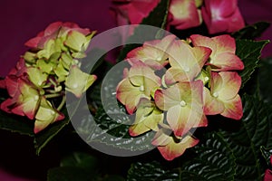 Hydrangea flowers with soft green colors
