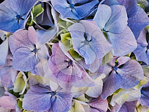 Hydrangea Flowers, Subtle Blue, Purple and Yellow Petals