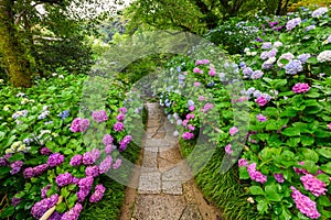 Hydrangea flowers walkway, Nara, Japan