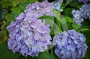 Hydrangea