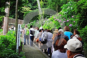 Hydrangea garden in Japan