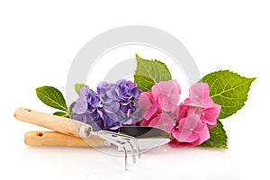 Hydrangea and gardening tools