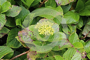 Hydrangea With Green Flowers and leaves