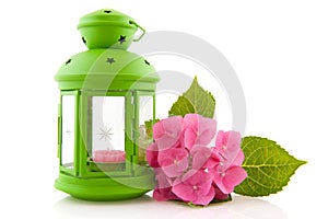 Hydrangea with green lantern