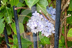 Hydrangea growing through a fence