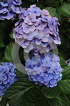 Hydrangea at Hase temple