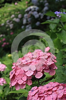 Hydrangea at Hase temple